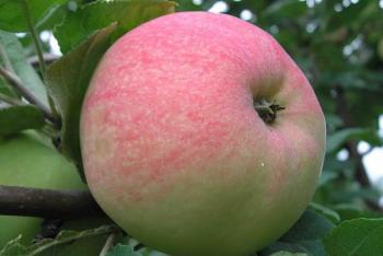 Сорта яблонь фото с названием и описанием Русские сорта яблонь